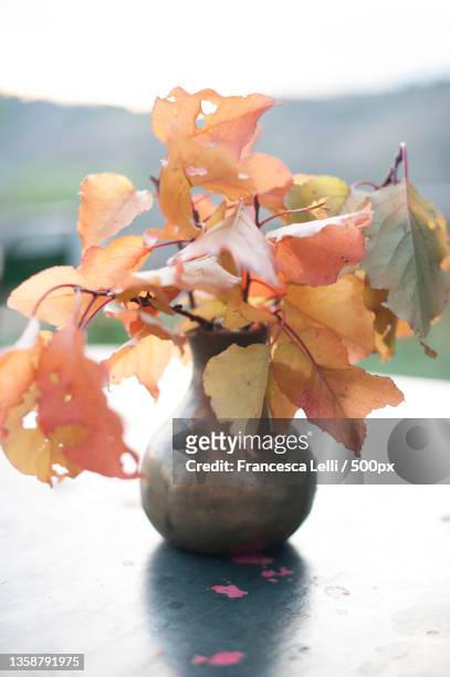 vaso con foglie dautunno su tavolo allaperto,bologna,italy - tavolo stock pictures, royalty-free photos & images