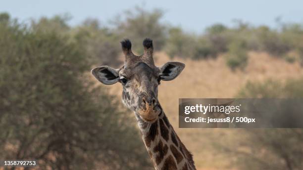 jirafa modelo,portrait of giraffe against sky,tanzania - jirafa stock-fotos und bilder