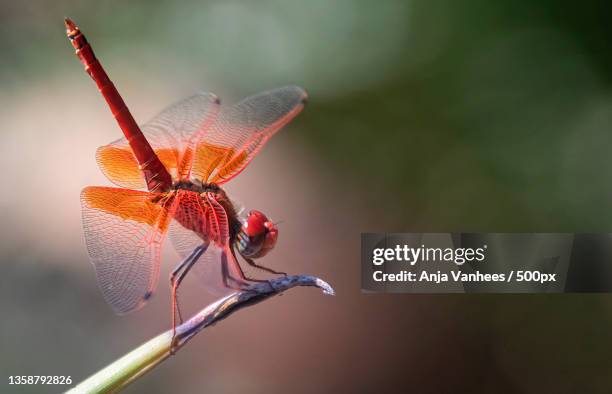 dragonfly,close-up of dragonfly on twig - dragonfly foto e immagini stock