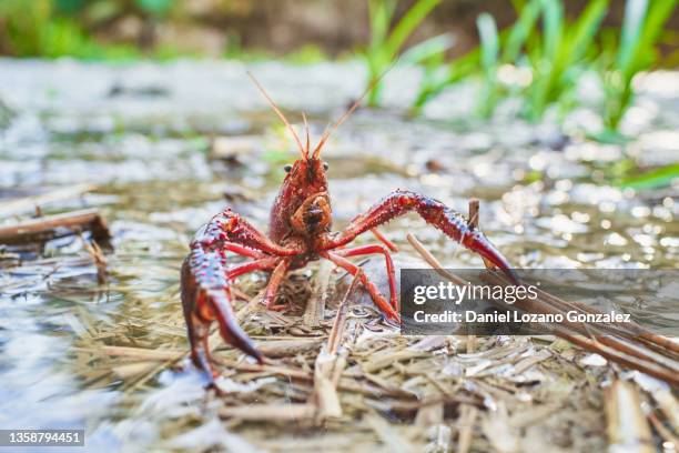 red crayfish crawling on river shore in sunlight - crawfish stock-fotos und bilder