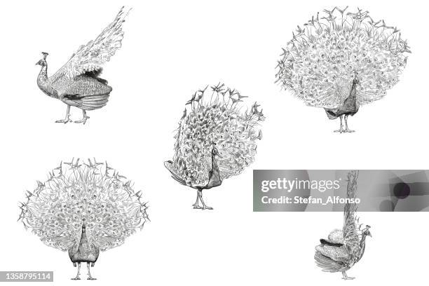 805 Ilustraciones de Pavo Real - Getty Images 805 Ilustraciones de Pavo Real - Getty Images