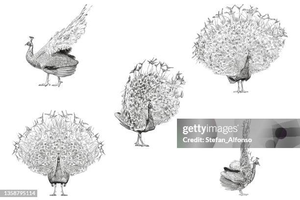 ilustraciones, imágenes clip art, dibujos animados e iconos de stock de dibujos vectoriales de un pavo real - peacock