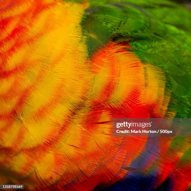 rainbow lorikeet - trichoglossus moluccanus,full frame shot of abstract pattern - rainbow lorikeet stock pictures, royalty-free photos & images