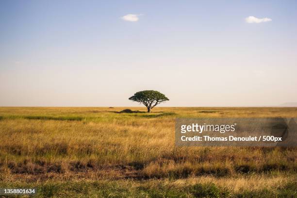 solitude,scenic view of field against sky,serengeti,tanzania - tanzania fotografías e imágenes de stock