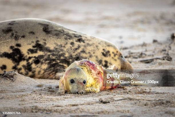 after the birth,close-up of seal on sand at beach,helgoland,germany - kegelrobbe stock pictures, royalty-free photos & images
