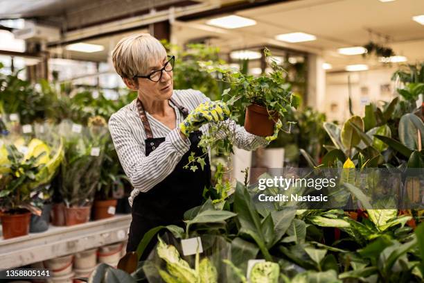 mature woman taking care of plants - flower shop stock pictures, royalty-free photos & images