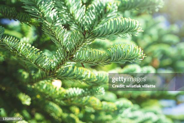 Christmas Tree Base Roots Christmas Tree Root Photos and Premium High Res Pictures - Getty Images
