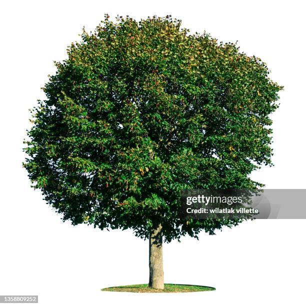 green tree on a white background. - bush foto e immagini stock