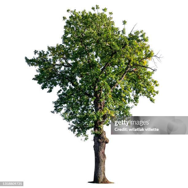 green tree on a white background. - lush tree stock pictures, royalty-free photos & images