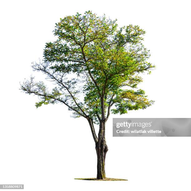 green tree on a white background. - tree trunk ストックフォトと画像