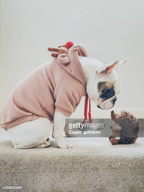 french bulldog in christmas jumper sniffing on a hedgehog toy - funny gifts stock pictures, royalty-free photos & images