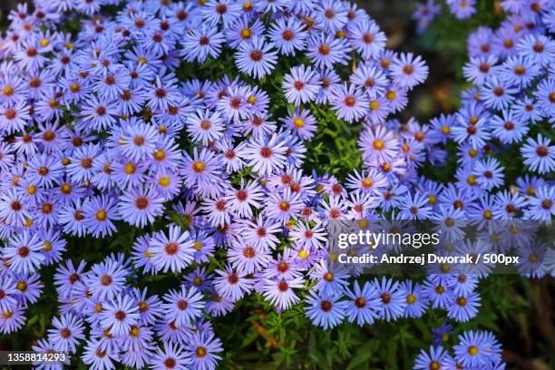 high angle view of purple flowering plants - aster stock pictures, royalty-free photos & images