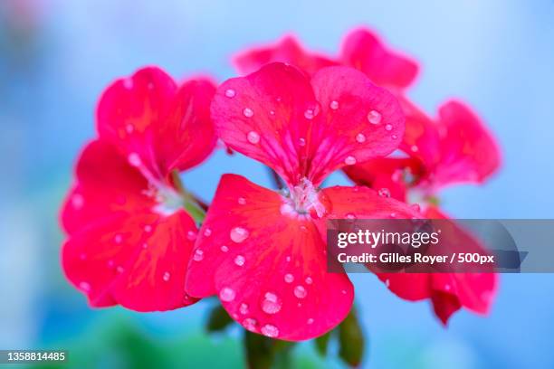 portrait of a geranium,close-up of wet red flower - fleur macro stock pictures, royalty-free photos & images