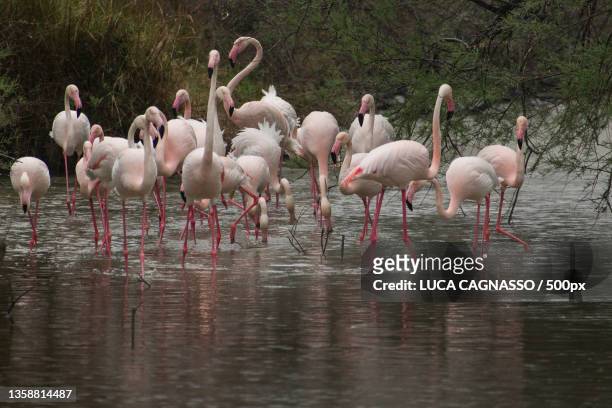wg,silhouette of greater flamingo in lake - fenicottero fotografías e imágenes de stock
