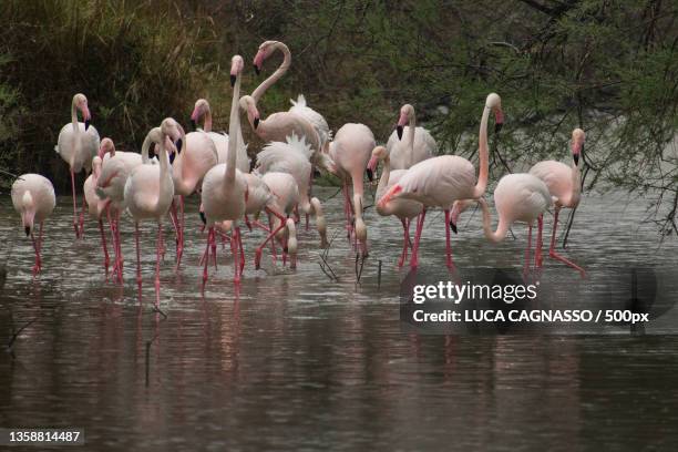 wg,silhouette of greater flamingo in lake - fenicottero stock pictures, royalty-free photos & images