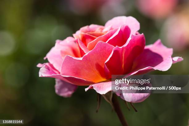 rose in close up,close-up of pink rose - fleur flore stock pictures, royalty-free photos & images