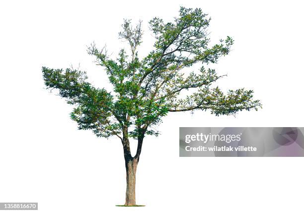 green tree on a white background. - tree trunk stockfoto's en -beelden