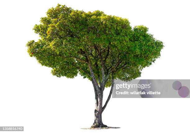 green tree on a white background. - ahornblatt freisteller stock-fotos und bilder