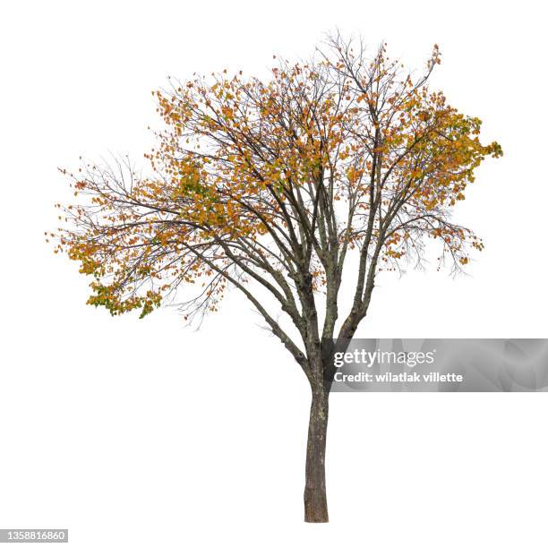 trees of various colors isolated on white background. - maple leaf isolated stock pictures, royalty-free photos & images