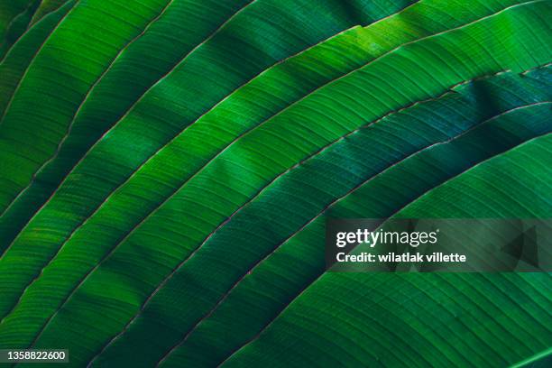 banana leaves are green nature. - lush rainforest stock pictures, royalty-free photos & images