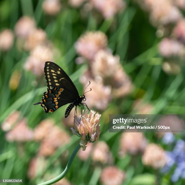 close-up of butterfly pollinating on flower - eumaeus stock pictures, royalty-free photos & images