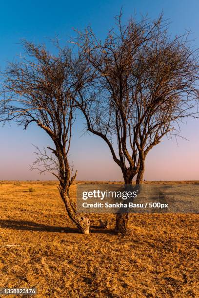 companionship color,silhouette of bare tree on field against clear sky,sam,rajasthan,india - better rural india fotografías e imágenes de stock