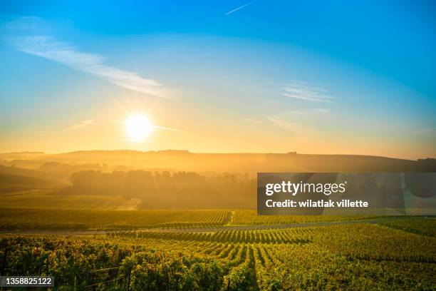 vineyards and grapes in a hill-country farm in france. - morning sunrise stock pictures, royalty-free photos & images