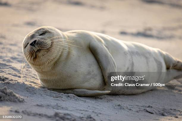 hooray,weekend,close-up of seal on beach,helgoland,germany - gray seal stock pictures, royalty-free photos & images