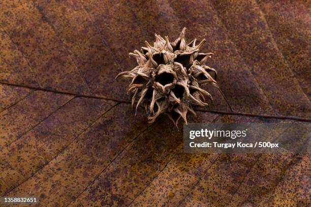 Capsule Example Botany 122 Capsule (Botany) Stock Photos, High-Res Pictures, and Images ...