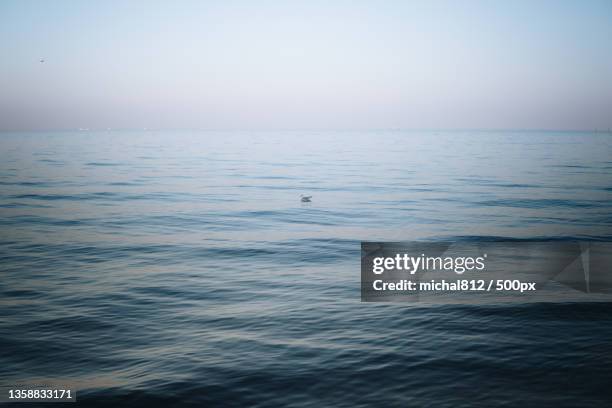 single seagull swimming,scenic view of sea against clear sky - flight 812 stock pictures, royalty-free photos & images