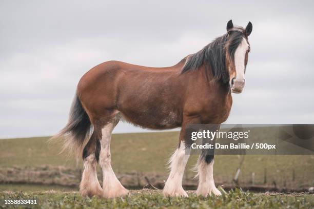 clydesdale horse,portrait of pony standing on field against sky,united kingdom,uk - clydesdale horse stock-fotos und bilder