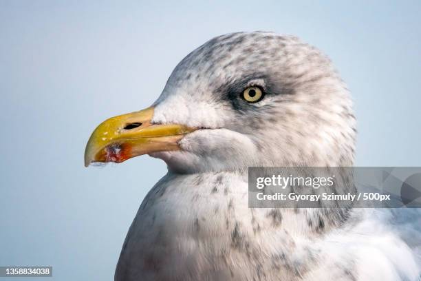 european herring gull larus argentatus argenteus,dunkerque,france - argenteus stock pictures, royalty-free photos & images