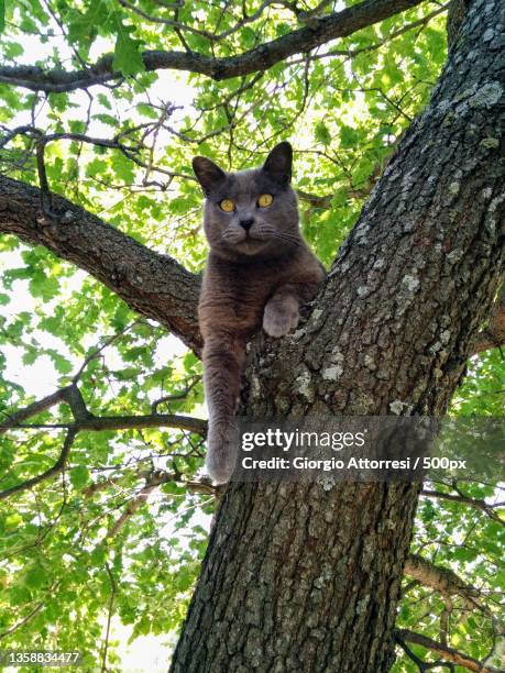 il gatto esploratore,low angle view of cat on tree - esploratore stockfoto's en -beelden