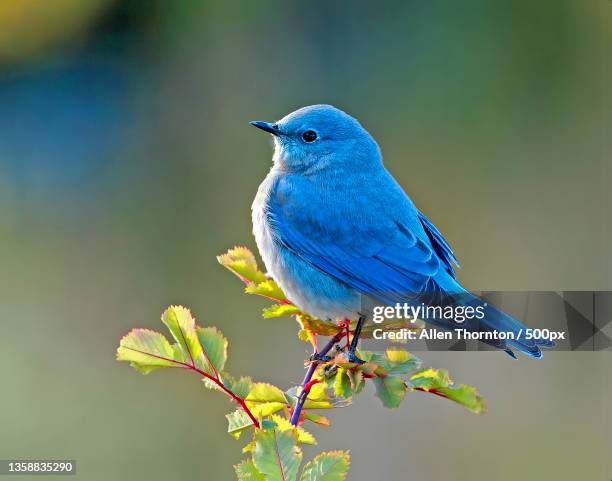 mountain blubird,close-up of songtanager perching on branch,colorado,united states,usa - berghüttensänger stock-fotos und bilder