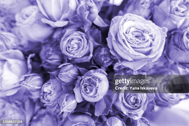 very peri toned flower bouquet as a symbol of year 2022 - rosa violette parfumee photos et images de collection
