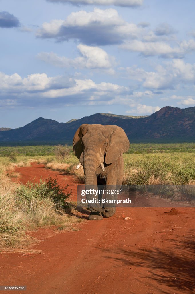 Wild Elephant During the Summer in Beautiful Pilanesberg National Park, South Africa