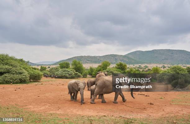 wilde elefantenherde im sommer im wunderschönen pilanesberg national park, südafrika - südafrika safari stock-fotos und bilder
