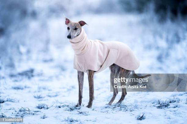 winter portrait of a dog - greyhound - whippet fotografías e imágenes de stock