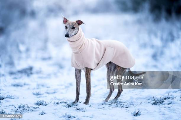 winter portrait of a dog - greyhound - whippet 個照片及圖片檔