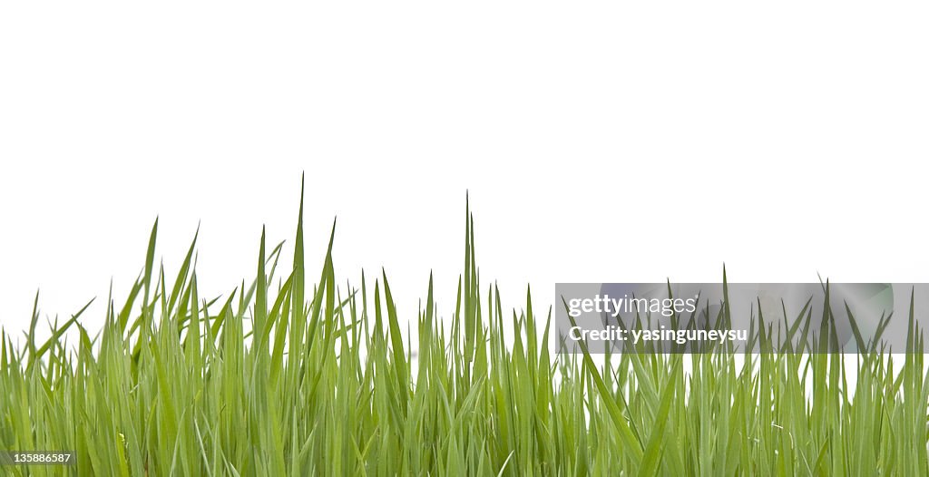 Grass on White