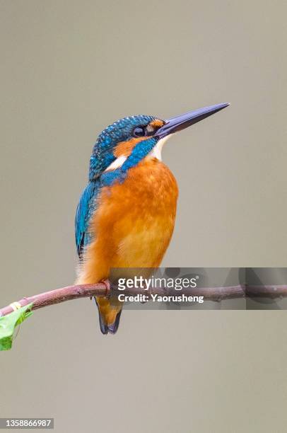 kingfisher - white perch fish stock pictures, royalty-free photos & images
