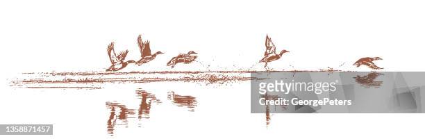illustrations, cliparts, dessins animés et icônes de les canards décollent - canards