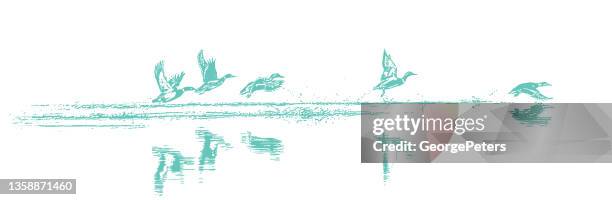 ducks taking off - go live launch stock illustrations