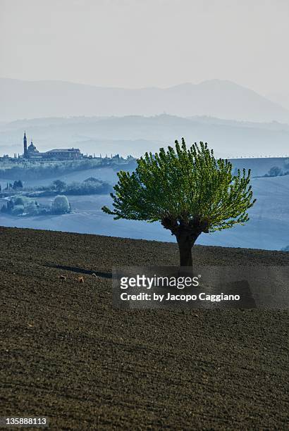 tree and sanctuary at macerata - jacopo caggiano stock pictures, royalty-free photos & images