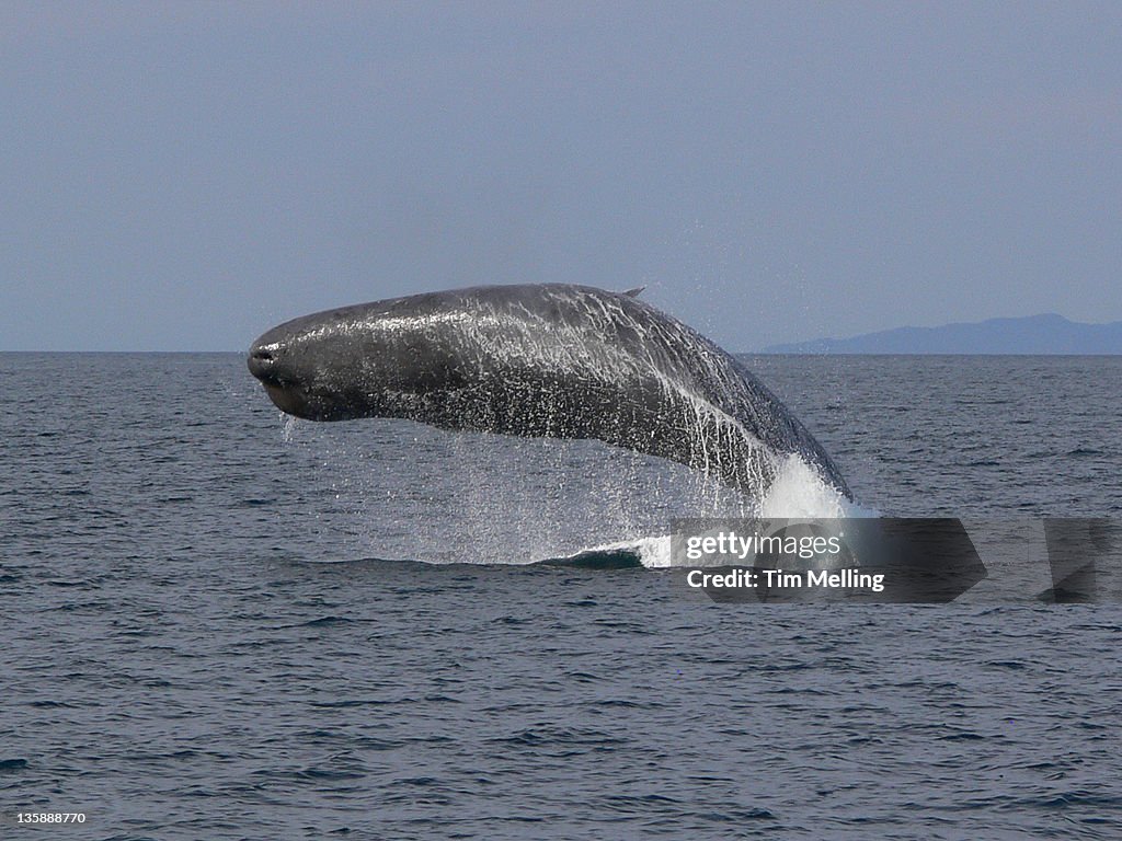 Sperm whale breaching (Physeter catodon)