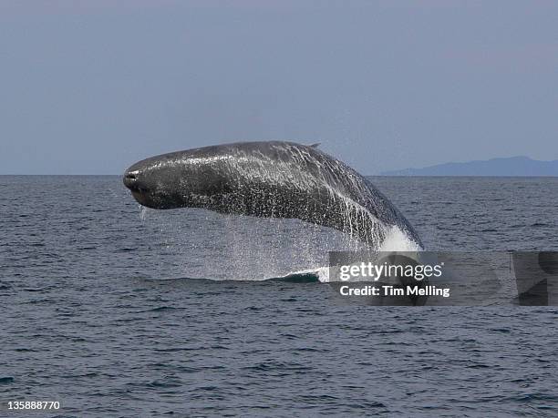 sperm whale breaching (physeter catodon) - ballena cachalote fotografías e imágenes de stock