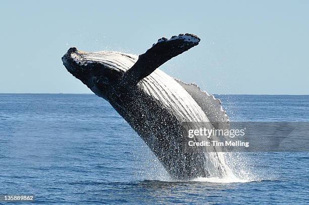 breaching humpback whale megaptera novaeangliae - halbinsel niederkalifornien stock-fotos und bilder