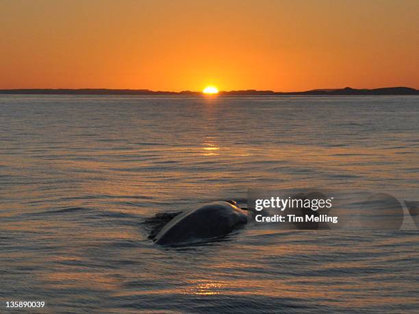 blue whale at sunset - sea of cortez stock pictures, royalty-free photos & images