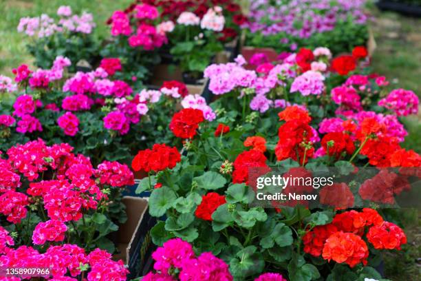 close-up of geranium pelargonium flowers - geranium stock pictures, royalty-free photos & images