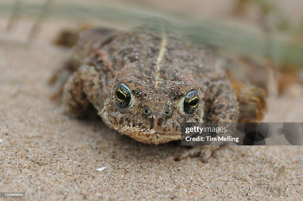 Natterjack Toad (Epidalea calamita)